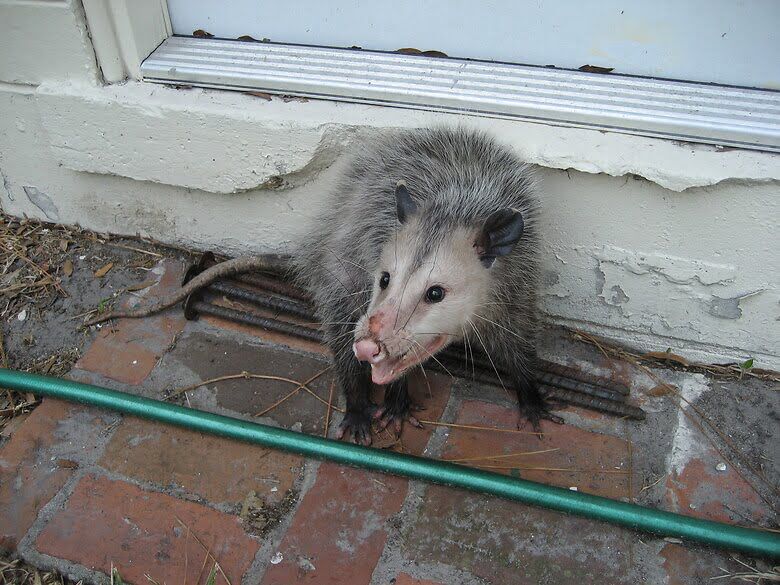 opossum