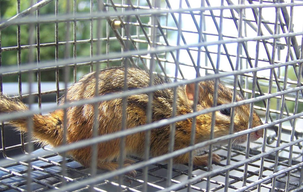 chipmunk removal