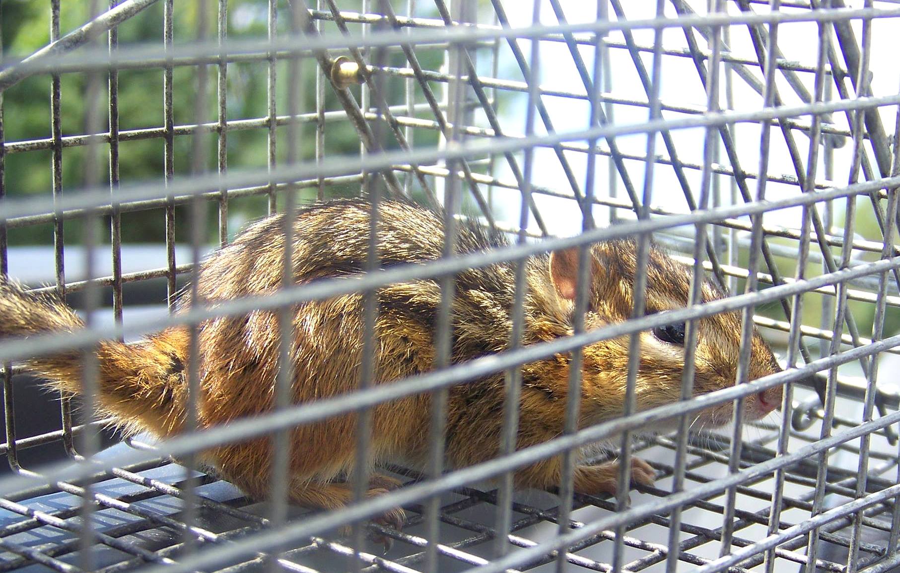 Chipmunk Control Precise Exterminating and Wildlife Removal