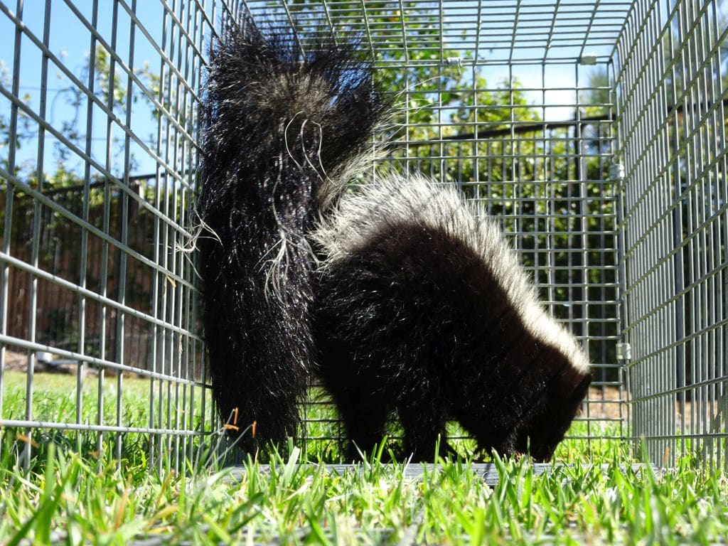 skunk removal