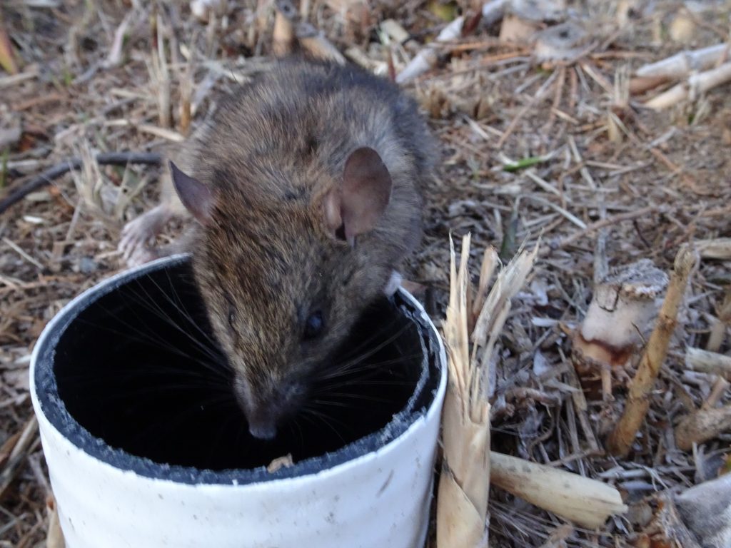 Rat Control – Precise Exterminating and Wildlife Removal