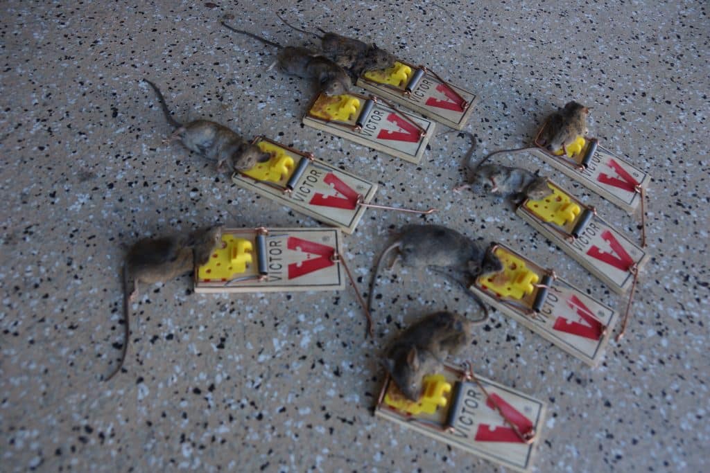 mice traps