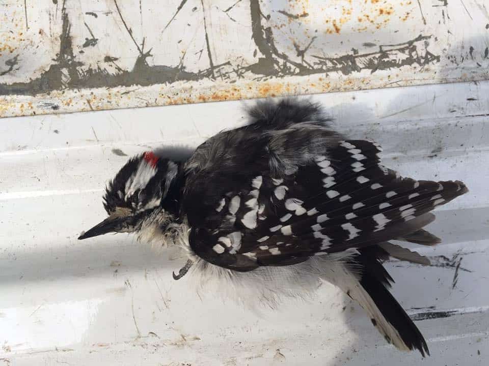 woodpecker bird