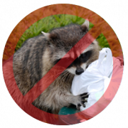 raccoon